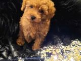 Saglik Ve Irk Garanti̇li̇ Toy Poodle Yavrularimiz