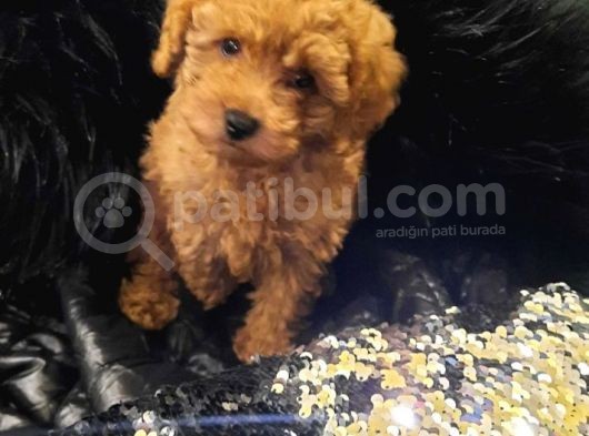 Saglik Ve Irk Garanti̇li̇ Toy Poodle Yavrularimiz görsel