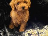 Saglik Ve Irk Garanti̇li̇ Toy Poodle Yavrularimiz