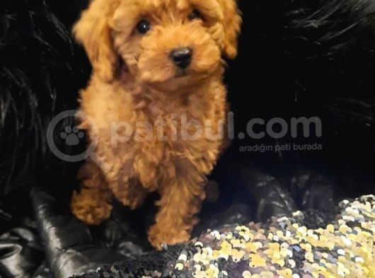 Saglik Ve Irk Garanti̇li̇ Toy Poodle Yavrularimiz görsel