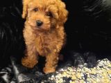Saglik Ve Irk Garanti̇li̇ Toy Poodle Yavrularimiz