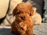 Dünya Tatlisi Show Kalite Toy Poodle Yavrumuz