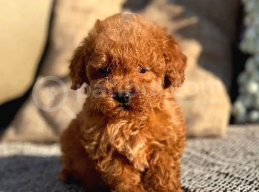 Dünya Tatlisi Show Kalite Toy Poodle Yavrumuz görsel