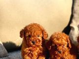 Dünya Tatlisi Show Kalite Toy Poodle Yavrumuz