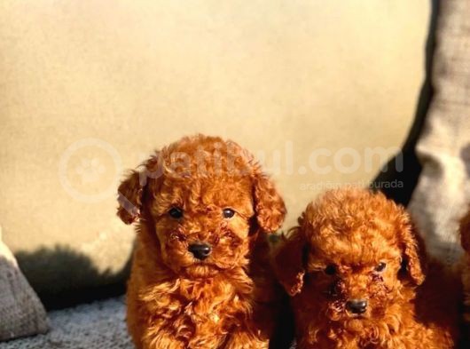 Dünya Tatlisi Show Kalite Toy Poodle Yavrumuz görsel