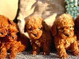 Dünya Tatlisi Show Kalite Toy Poodle Yavrumuz