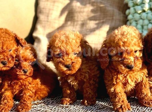 Dünya Tatlisi Show Kalite Toy Poodle Yavrumuz