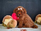 A Kalite Orjinal Red Toy Poodle Yavrularimiz