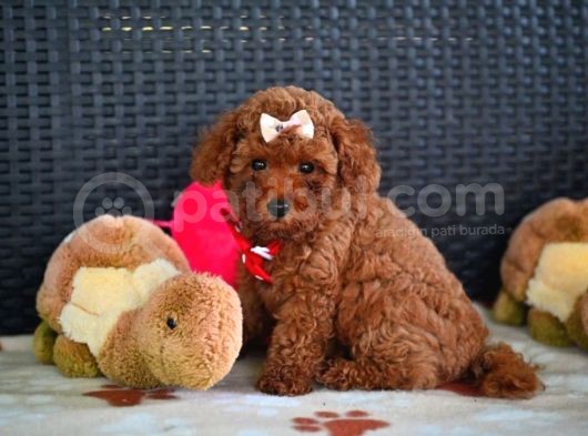 A Kalite Orjinal Red Toy Poodle Yavrularimiz görsel