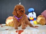 A Kalite Orjinal Red Toy Poodle Yavrularimiz