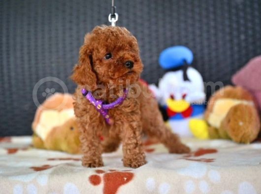 A Kalite Orjinal Red Toy Poodle Yavrularimiz görsel