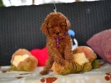 A Kalite Orjinal Red Toy Poodle Yavrularimiz