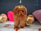 A Kalite Orjinal Red Toy Poodle Yavrularimiz