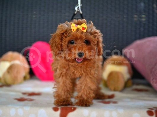 A Kalite Orjinal Red Toy Poodle Yavrularimiz görsel