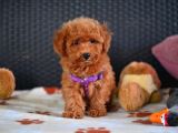 A Kalite Orjinal Red Toy Poodle Yavrularimiz