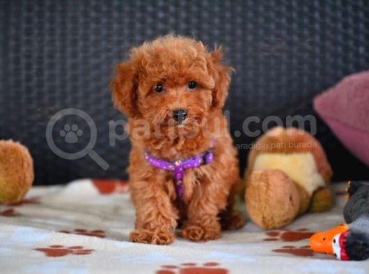 A Kalite Orjinal Red Toy Poodle Yavrularimiz görsel