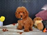 A Kalite Orjinal Red Toy Poodle Yavrularimiz