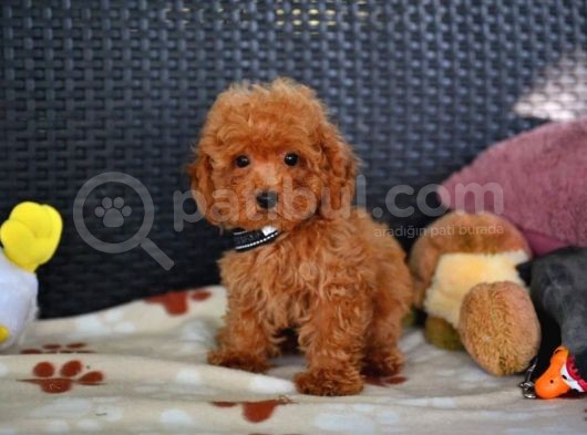 A Kalite Orjinal Red Toy Poodle Yavrularimiz görsel