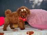A Kalite Orjinal Red Toy Poodle Yavrularimiz