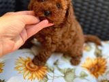 Gulen Surat Dunya Tatlisi Red Toy Poodle Bebeklerimiz
