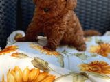 Gulen Surat Dunya Tatlisi Red Toy Poodle Bebeklerimiz