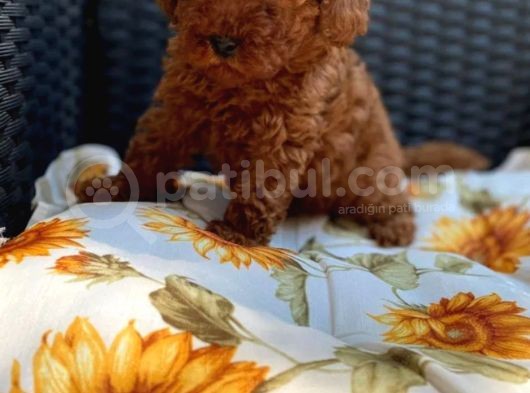 Gulen Surat Dunya Tatlisi Red Toy Poodle Bebeklerimiz