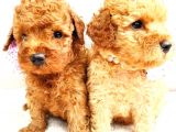 Üst Düzey Kalitedeki Show Class Toy Poodle Bebegimiz