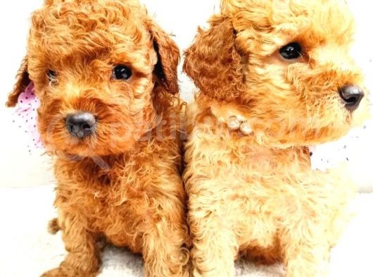 Üst Düzey Kalitedeki Show Class Toy Poodle Bebegimiz görsel