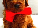 Üst Düzey Kalitedeki Show Class Toy Poodle Bebegimiz