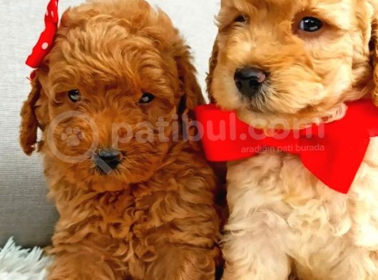 Üst Düzey Kalitedeki Show Class Toy Poodle Bebegimiz görsel