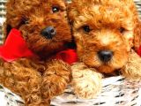 Üst Düzey Kalitedeki Show Class Toy Poodle Bebegimiz