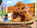 Üst Düzey Kalitedeki Show Class Toy Poodle Bebegimiz