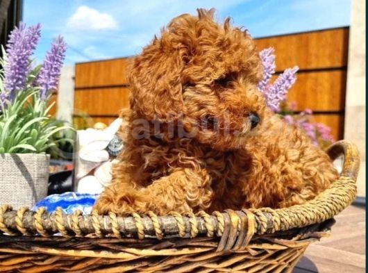 Üst Düzey Kalitedeki Show Class Toy Poodle Bebegimiz