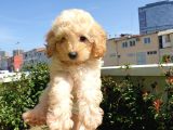 Muhteşem Güzelli̇kteki̇ Orjinal Toy Poodle Yavrulari̇mi̇z