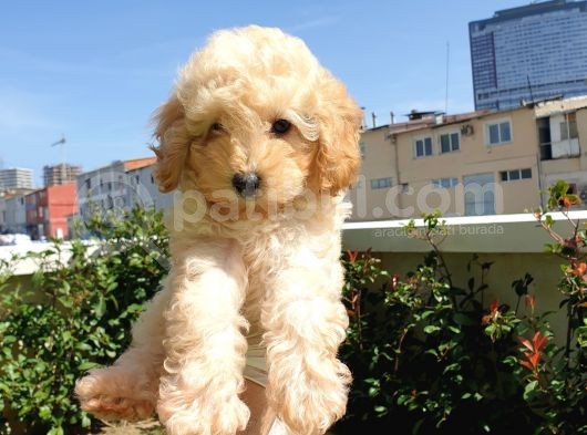 Muhteşem Güzelli̇kteki̇ Orjinal Toy Poodle Yavrulari̇mi̇z görsel