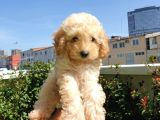 Muhteşem Güzelli̇kteki̇ Orjinal Toy Poodle Yavrulari̇mi̇z