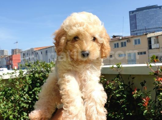 Muhteşem Güzelli̇kteki̇ Orjinal Toy Poodle Yavrulari̇mi̇z görsel