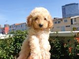Muhteşem Güzelli̇kteki̇ Orjinal Toy Poodle Yavrulari̇mi̇z