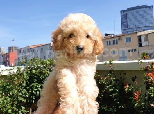Muhteşem Güzelli̇kteki̇ Orjinal Toy Poodle Yavrulari̇mi̇z görsel