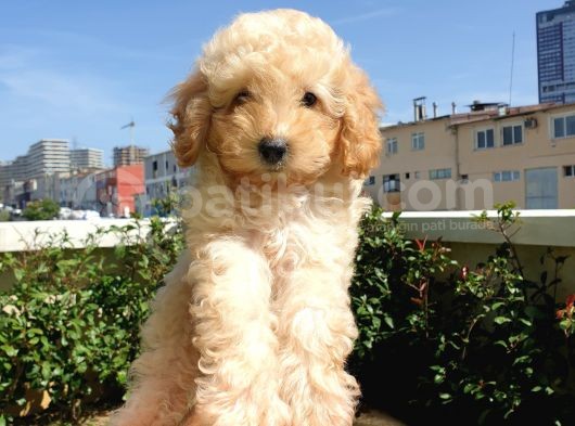 Muhteşem Güzelli̇kteki̇ Orjinal Toy Poodle Yavrulari̇mi̇z görsel