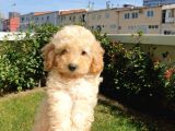 Muhteşem Güzelli̇kteki̇ Orjinal Toy Poodle Yavrulari̇mi̇z