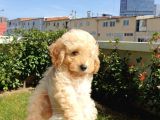 Muhteşem Güzelli̇kteki̇ Orjinal Toy Poodle Yavrulari̇mi̇z