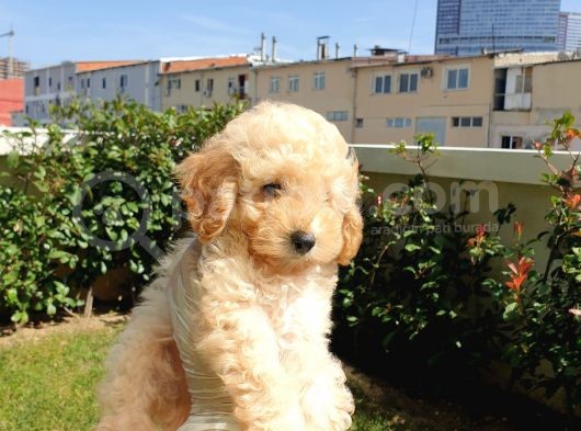 Muhteşem Güzelli̇kteki̇ Orjinal Toy Poodle Yavrulari̇mi̇z görsel