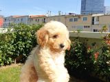 Muhteşem Güzelli̇kteki̇ Orjinal Toy Poodle Yavrulari̇mi̇z