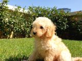 Dünya Tatlisi Show Kalite Toy Poodle Yavrumuz