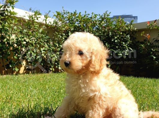 Dünya Tatlisi Show Kalite Toy Poodle Yavrumuz görsel