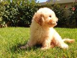 Dünya Tatlisi Show Kalite Toy Poodle Yavrumuz