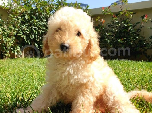 Dünya Tatlisi Show Kalite Toy Poodle Yavrumuz görsel