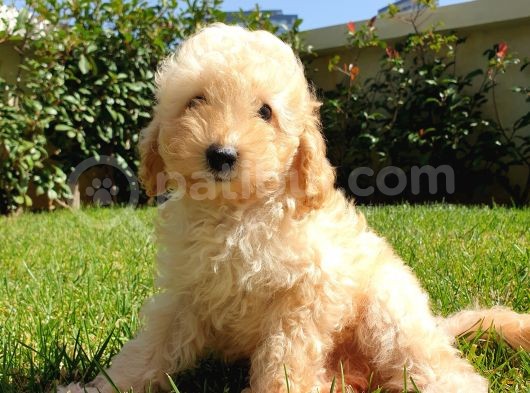 Dünya Tatlisi Show Kalite Toy Poodle Yavrumuz görsel