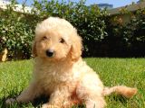 Dünya Tatlisi Show Kalite Toy Poodle Yavrumuz